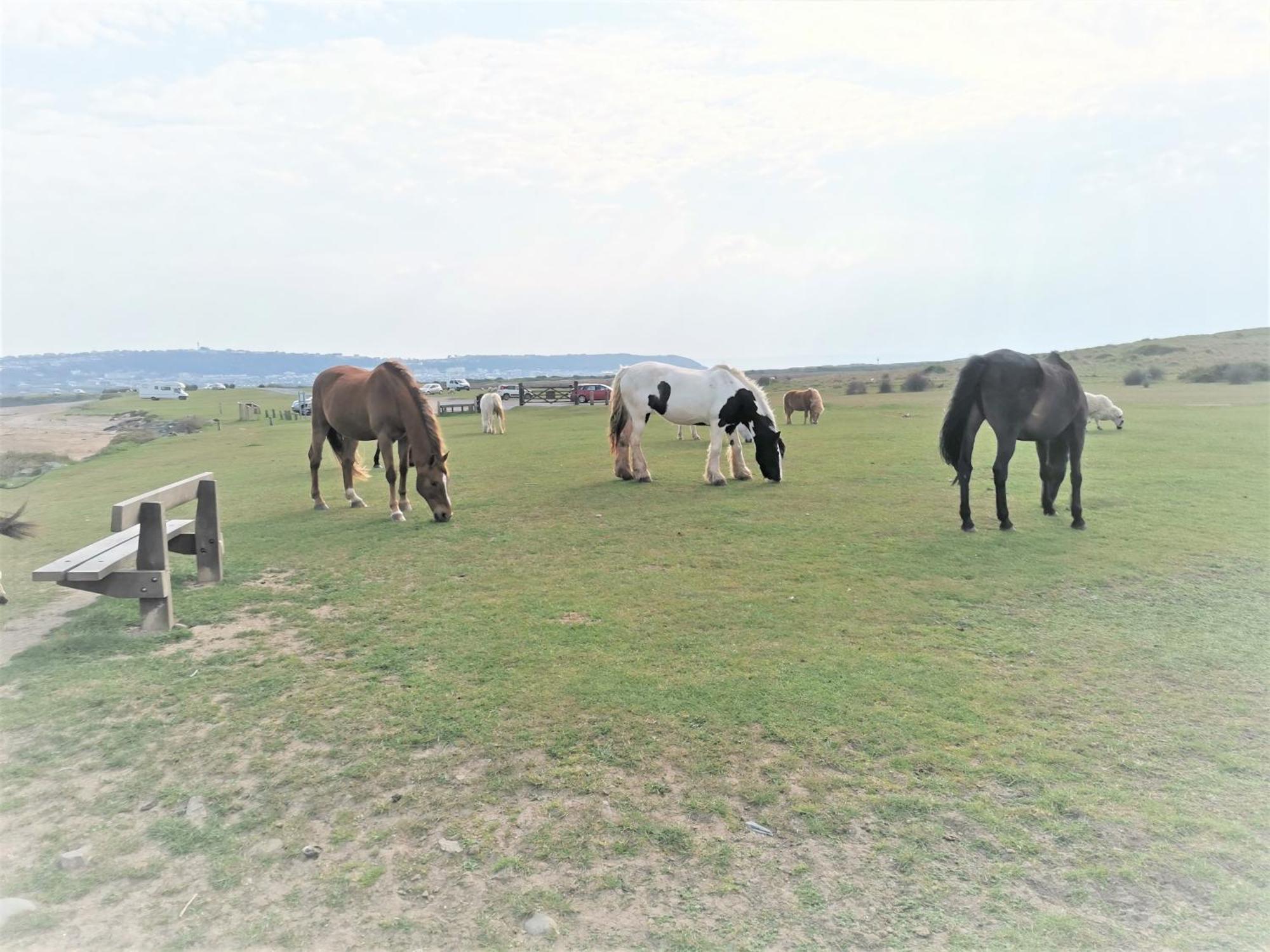 Greenways Valley Holiday Park Грейт Торингтън Екстериор снимка